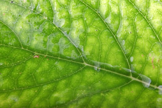 Green Leaf Background