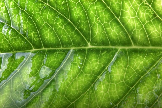 Green Leaf Background