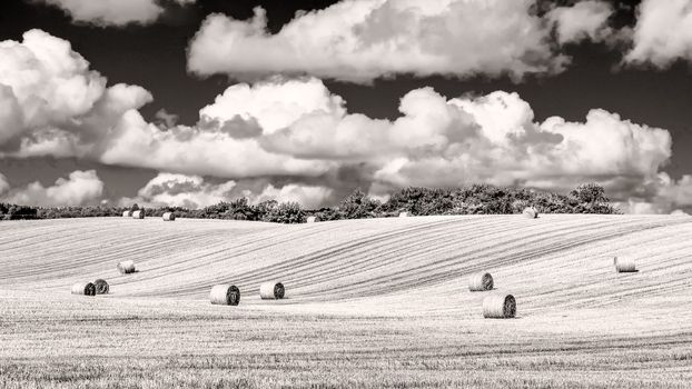 Monochrome wheat field on curvy meadow with straw bales and cloudy sky
