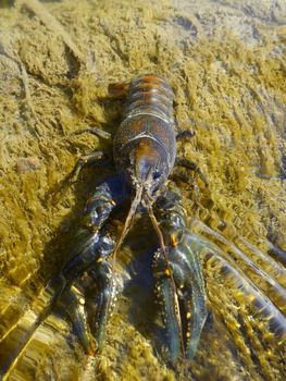 Crayfish in a small stream