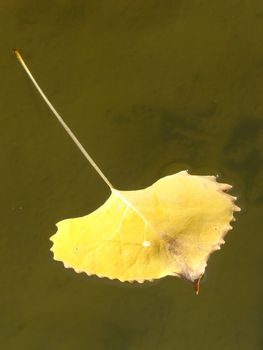 Cottonwood tree leaf floating in clear water