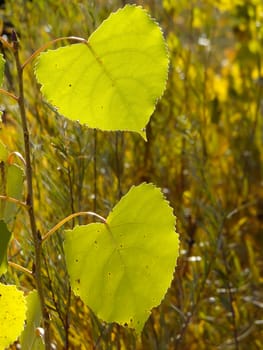 Close up of cottonwood tree leaves