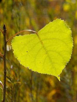 Close up of cottonwood tree leaf