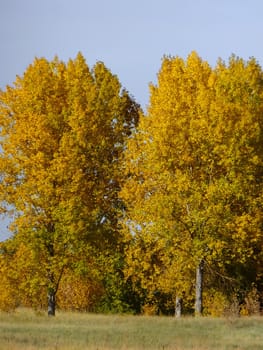 Cottonwood trees with fall color