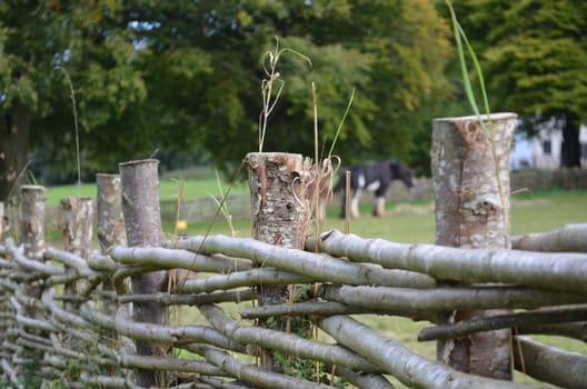 Close image of traditional wattle wood fencing made from willow or sometimes with hazel.Heavy horses in the field beyond.