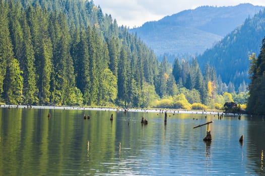 Tree tops rising from a mountain lake