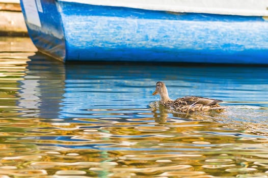 Wild duck on water next to a blue boat