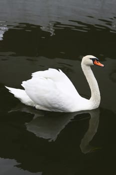 1148 The Whine Swan Floats on the Lake