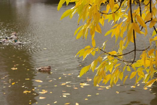 Autumn yellow tree over the pond