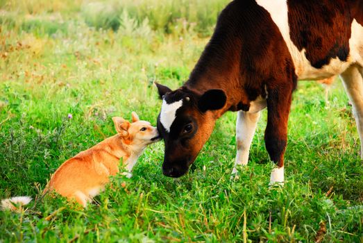 communication, conversation, care between dog and calf