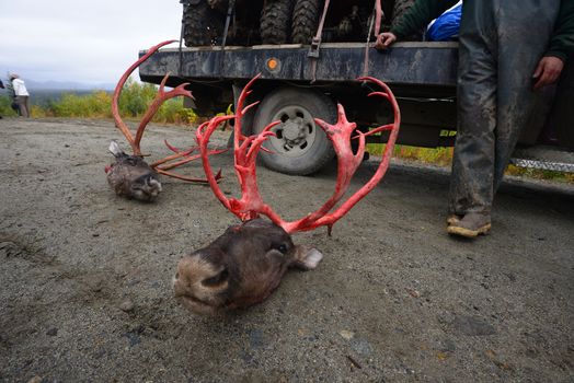 hunted caribou from alaska