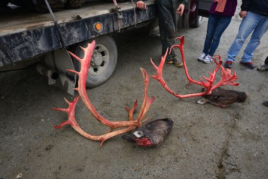 dead caribou from hunting