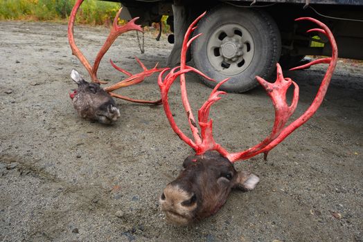 two dead caribou in alaska