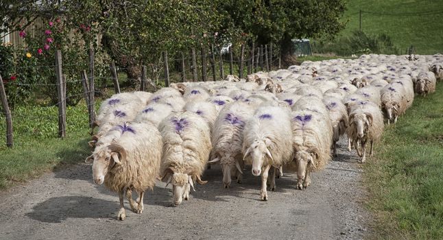 A flock of Spanish sheep on the move back to the farm.