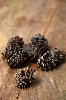 Conifer cone on wooden background