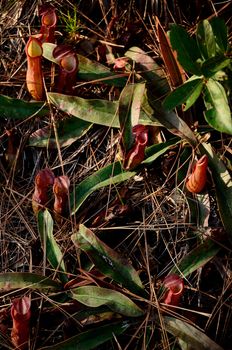 Group of Nepenthes at Phu Kradueng National Park, Thailand