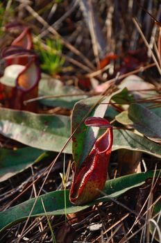 Nepenthes at Phu Kradueng National Park, Thailand