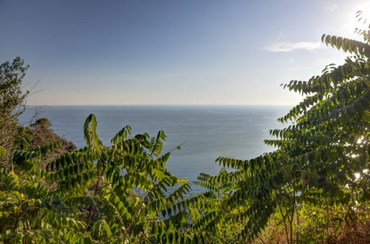 Picture of the endless sea with some vegetation in front