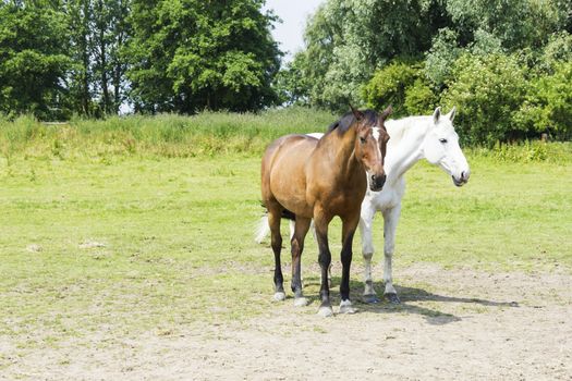 herd of horses