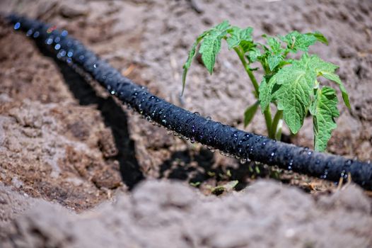 black water trickling hose for drip irrigation
