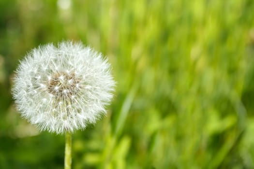 close up of Dandelion on background green grass