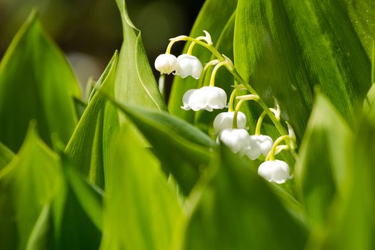 Blooming Lily of the valley in spring garden with shallow focus