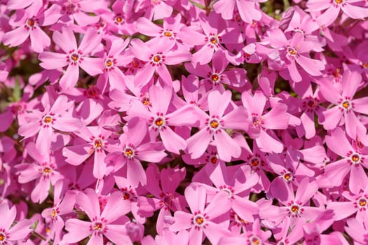 pink flowers for natural background or backdrop