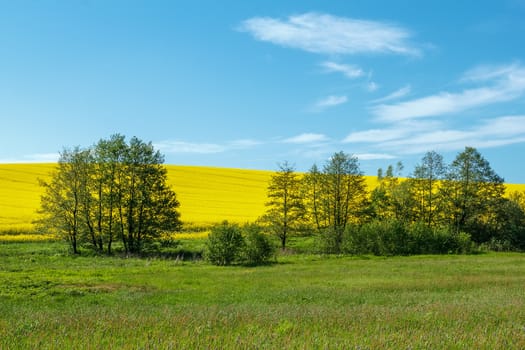 Beautiful summer rural landscape with rape field and blue sky