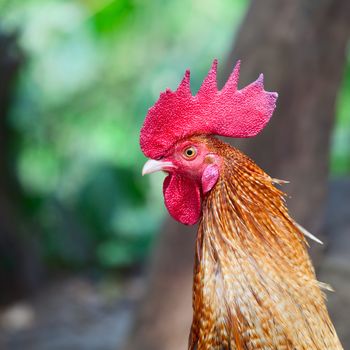 Portrait of beautiful orange cock with red comb