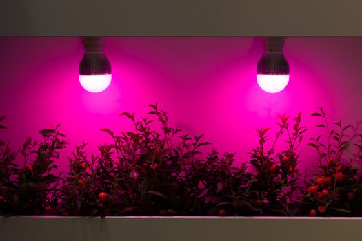 Red heating lamps for plants