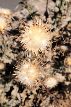 Some Dried Flowers with Thorns in the Desert