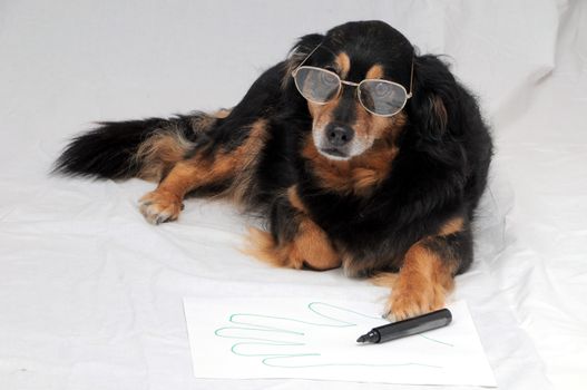 One Female Old Black Dog Drawing on a White Paper