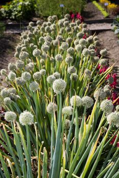 Garden of Onion Flowers on a sunny day