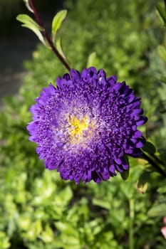 Purple Flower with selective focus