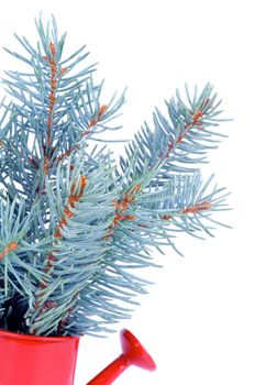 Bunch of Blue Spruce Branch in Red Watering-can isolated on white background