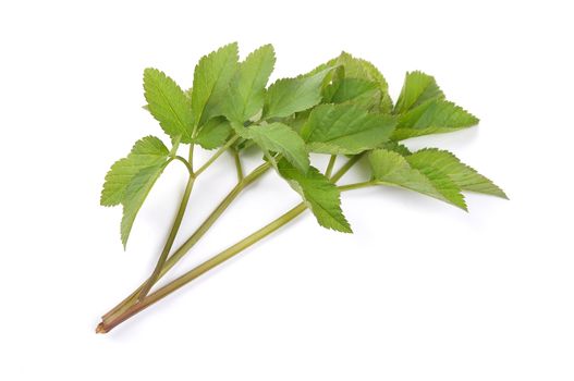 Ground elder