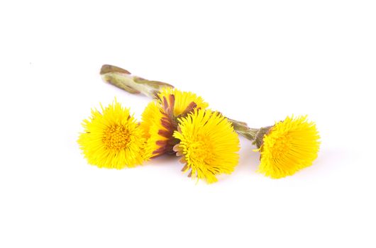 Flowers of coltsfoot