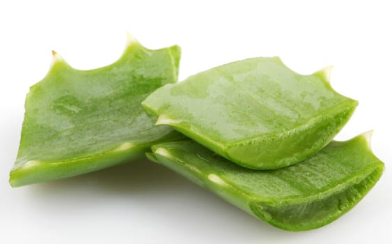 Aloe Vera Plant Isolated On White
