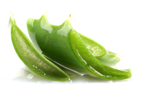 Aloe Vera Plant Isolated On White