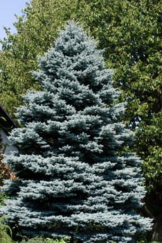 silver spruce