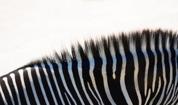 zebra