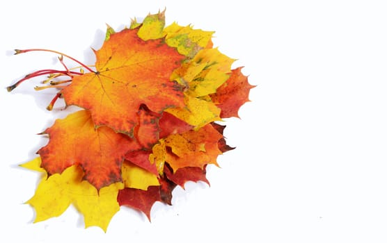 autumn leaves with space for your text