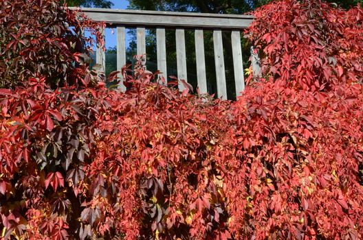 autumn leaves
