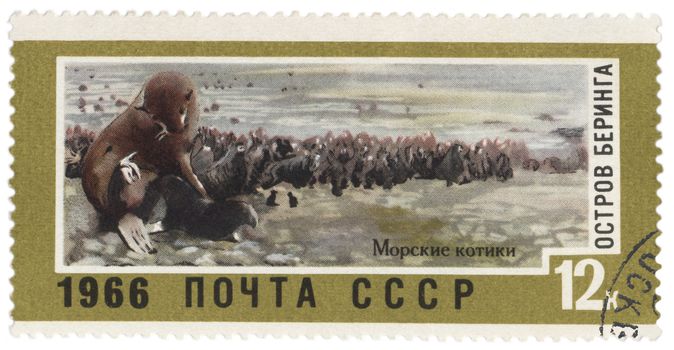 USSR - CIRCA 1966: A post stamp printed in USSR shows fur seals on Bering Island, series "Landscapes of the Far East", circa 1966