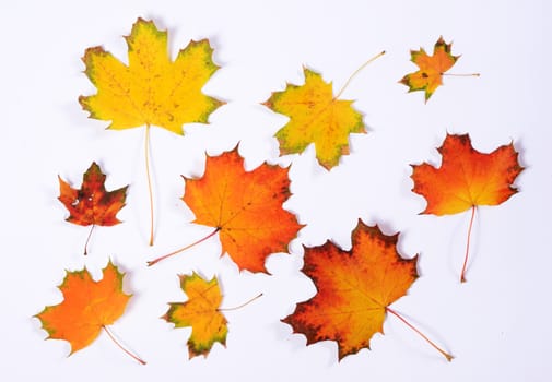 collection of autumn leaves