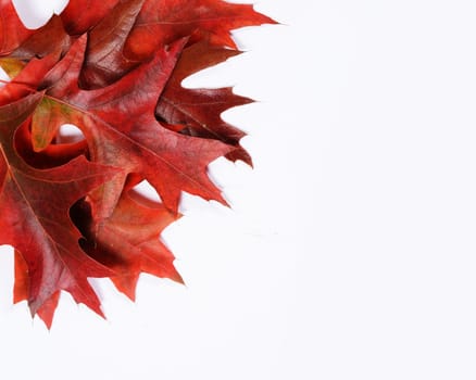 autumn leaves with space for your text