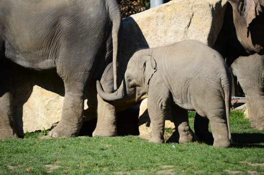 elephants