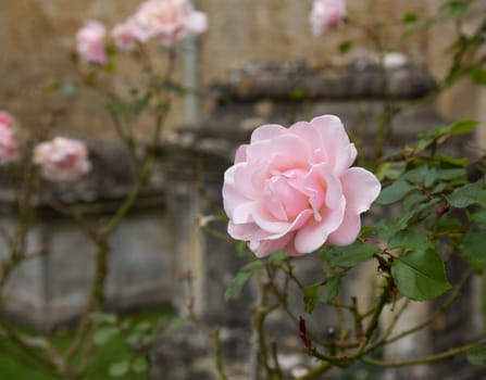 Pink rose blossom in graveyard in St Mary Parish Church in Bibury in Cotswold or Cotswolds district