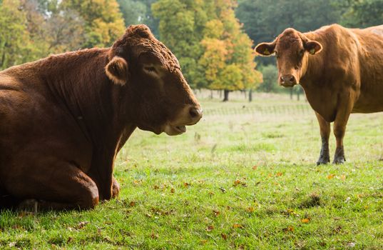 Large cow facing sideways and resting in meadow in Cotswolds area of England