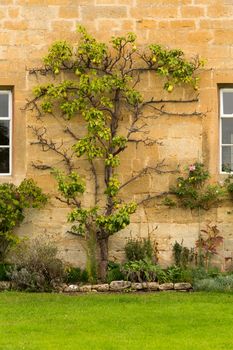 Espalier pear tree in Stanton in Cotswold or Cotswolds district of southern England in the autumn.